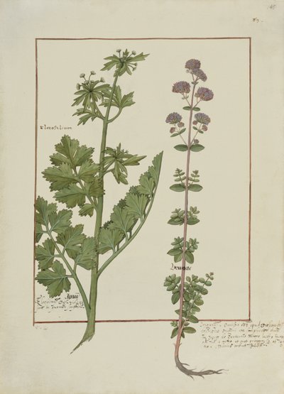 Illustration from the Book of Simple Medicines by Mattheaus Platearius by Robinet Testard